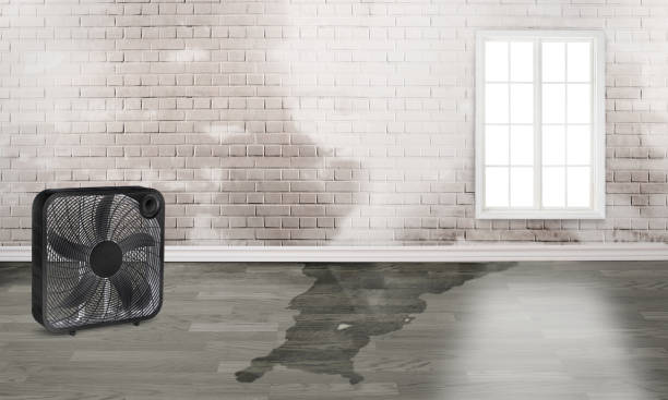 Best Mold removal after water damage  in Willmar, MN